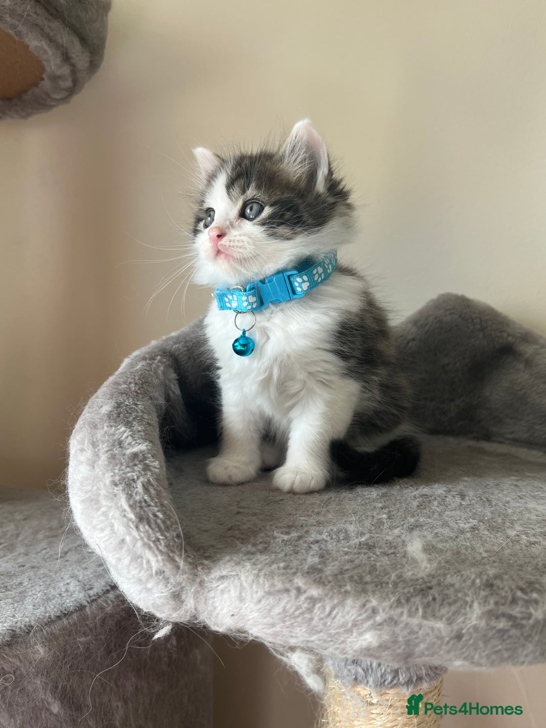 Turkish Angora cats for sale: Turkish Angora/ Ragdoll kittens for SALE !!! - Image 8
