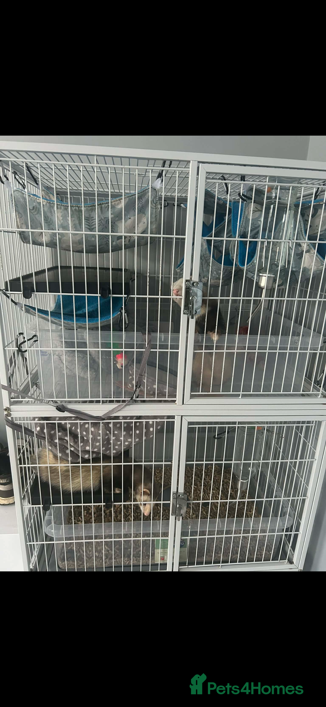 Mixed Breed rabbits for sale: 2 male ferrets.  - Advert 2