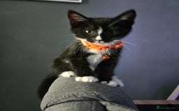 Domestic Shorthair cats for sale: Kitten ready to go  - Image 2