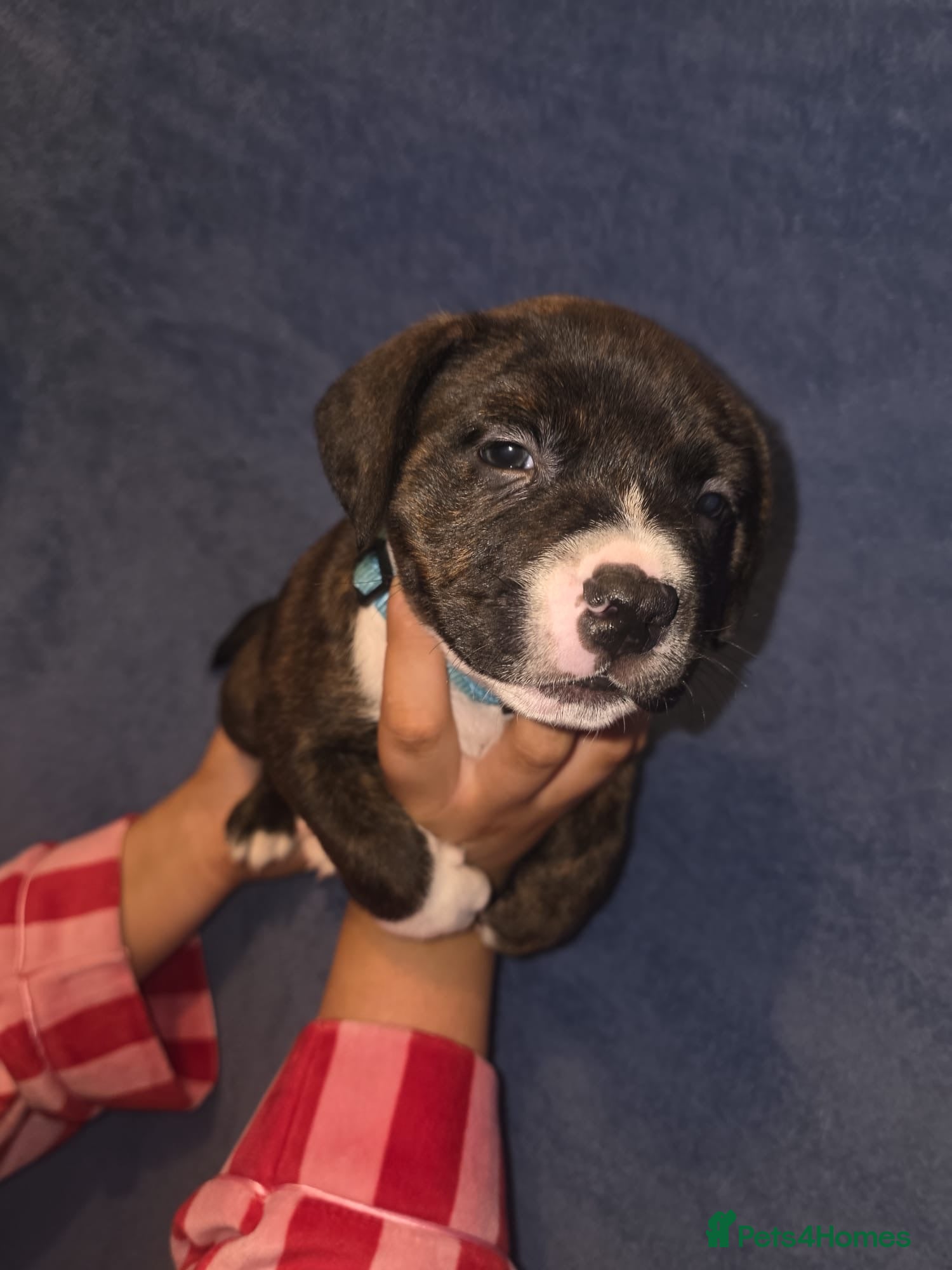 Staffordshire Bull Terrier dogs Staffy pups  - Advert 1