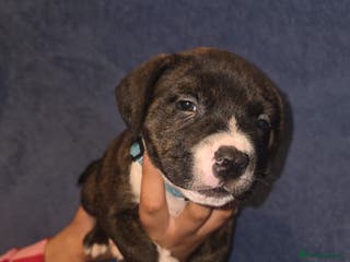 Staffordshire Bull Terrier dogs Staffy pups - Advert 5