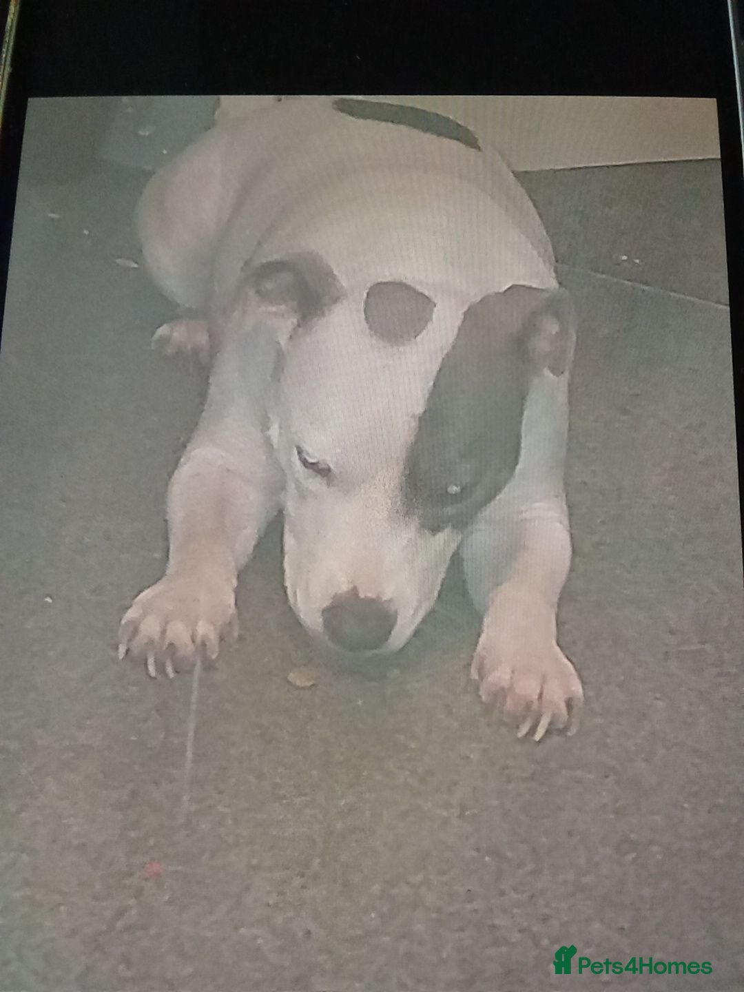 Mixed Breed dogs  sharpei cross staffy puppies - Advert 5