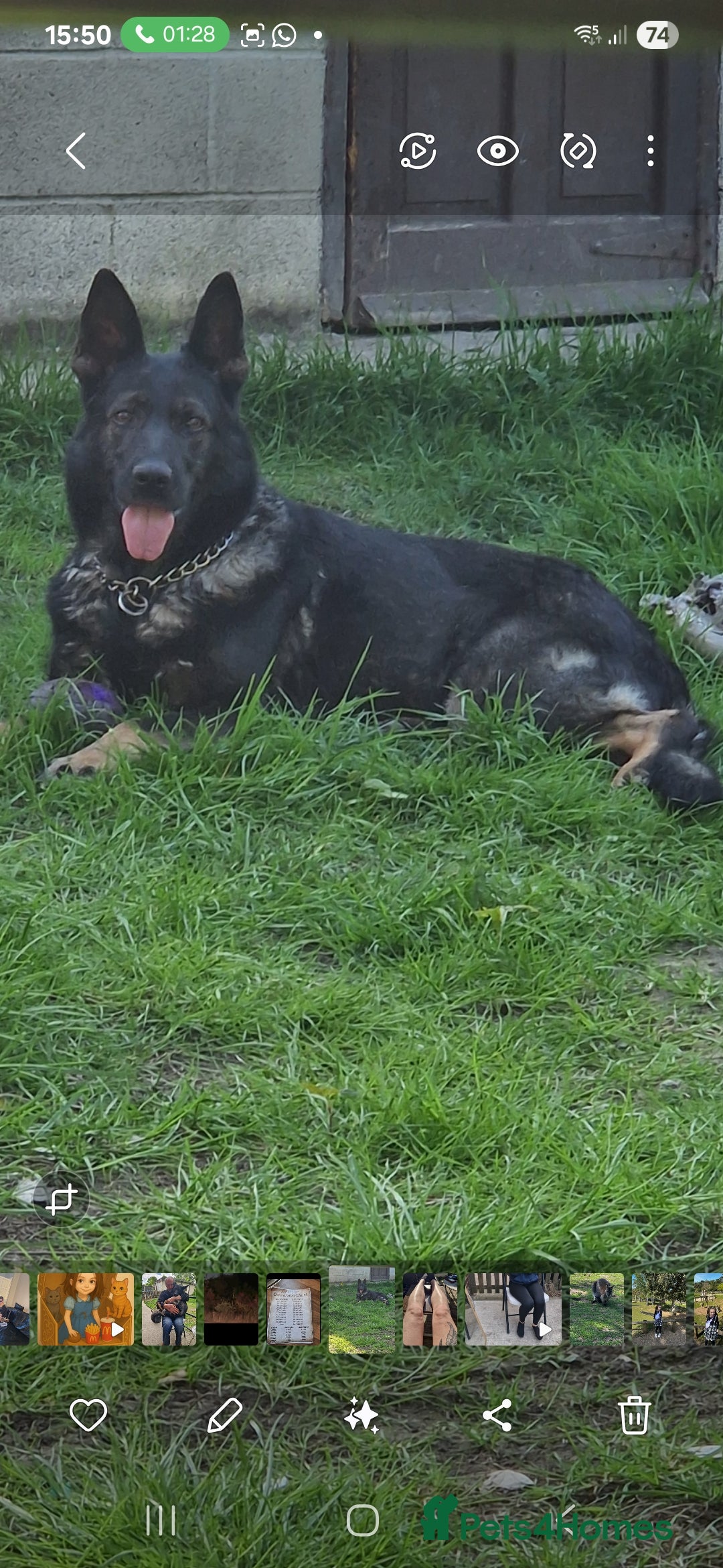 German Shepherd dogs Beautiful German shepherd pups - Advert 12