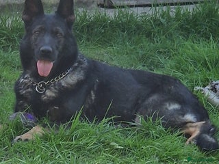 German Shepherd dogs Beautiful German shepherd pups - Advert 8