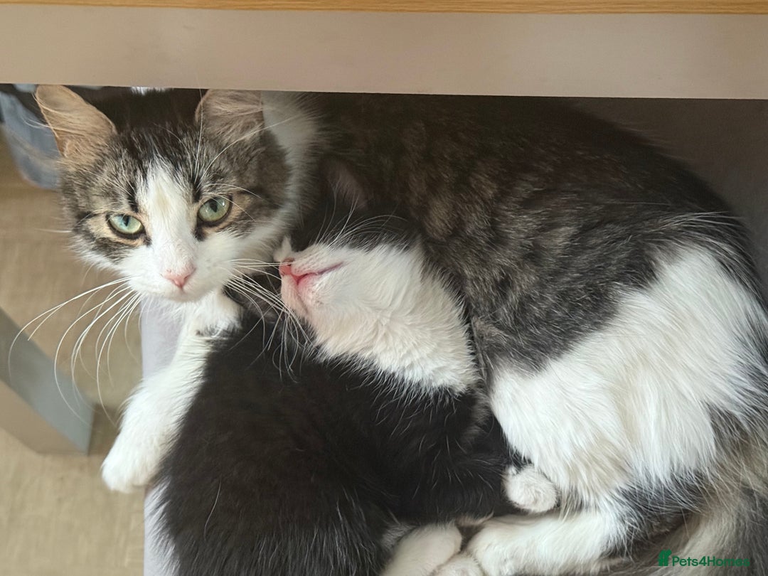 Mixed Breed cats for sale: Black and white female kitten 🐈‍⬛ - Image 7