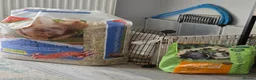 Guinea Pig rodents for sale: Two girl Guinea pig for adoption - Advert 4
