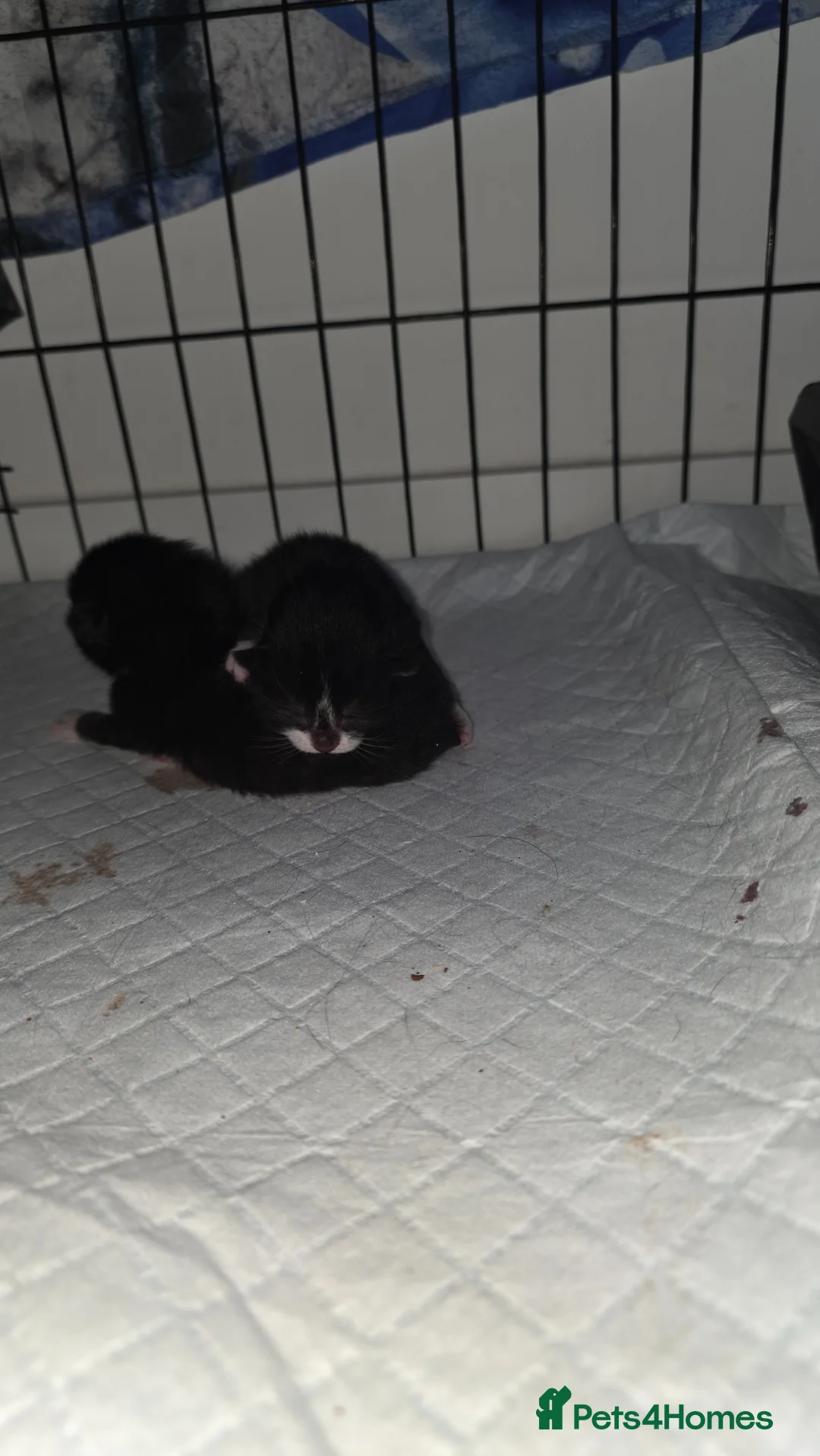 Mixed Breed cats for sale: Fluffy kittens for sale - Advert 3