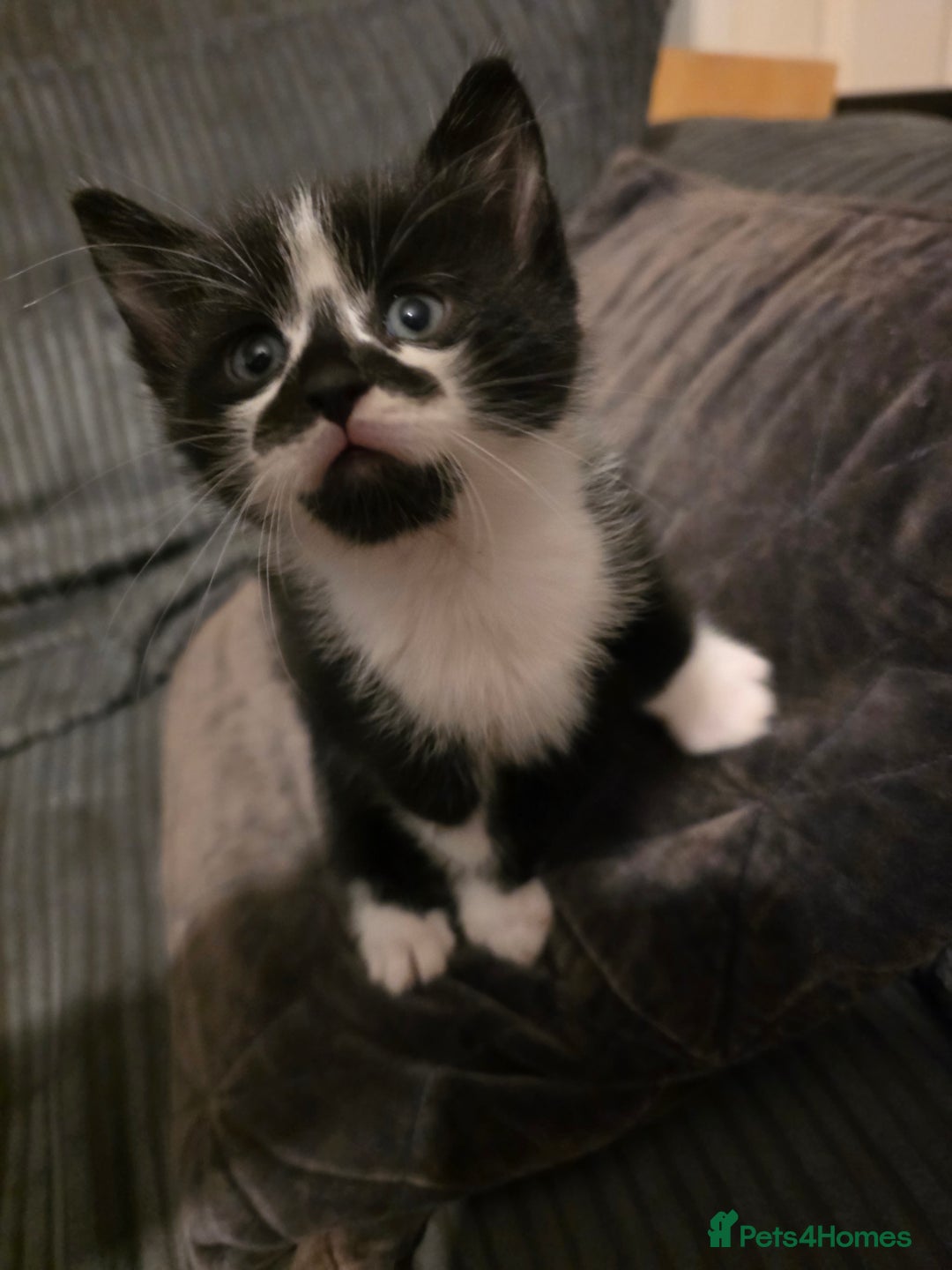 Mixed Breed cats for sale: Beautiful kittens for sale - Advert 8