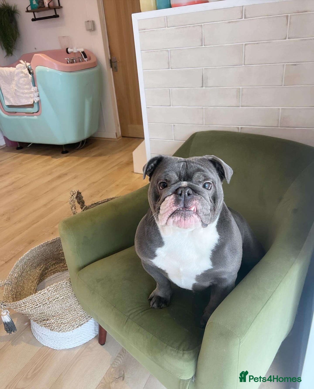 English Bulldog dogs for sale: Blue English Bulldog - Image 2
