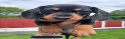 Miniature Dachshund dogs for sale: 3 gorgeous miniature Dachshunds. 🐶 READY TO GO!  - Advert 22