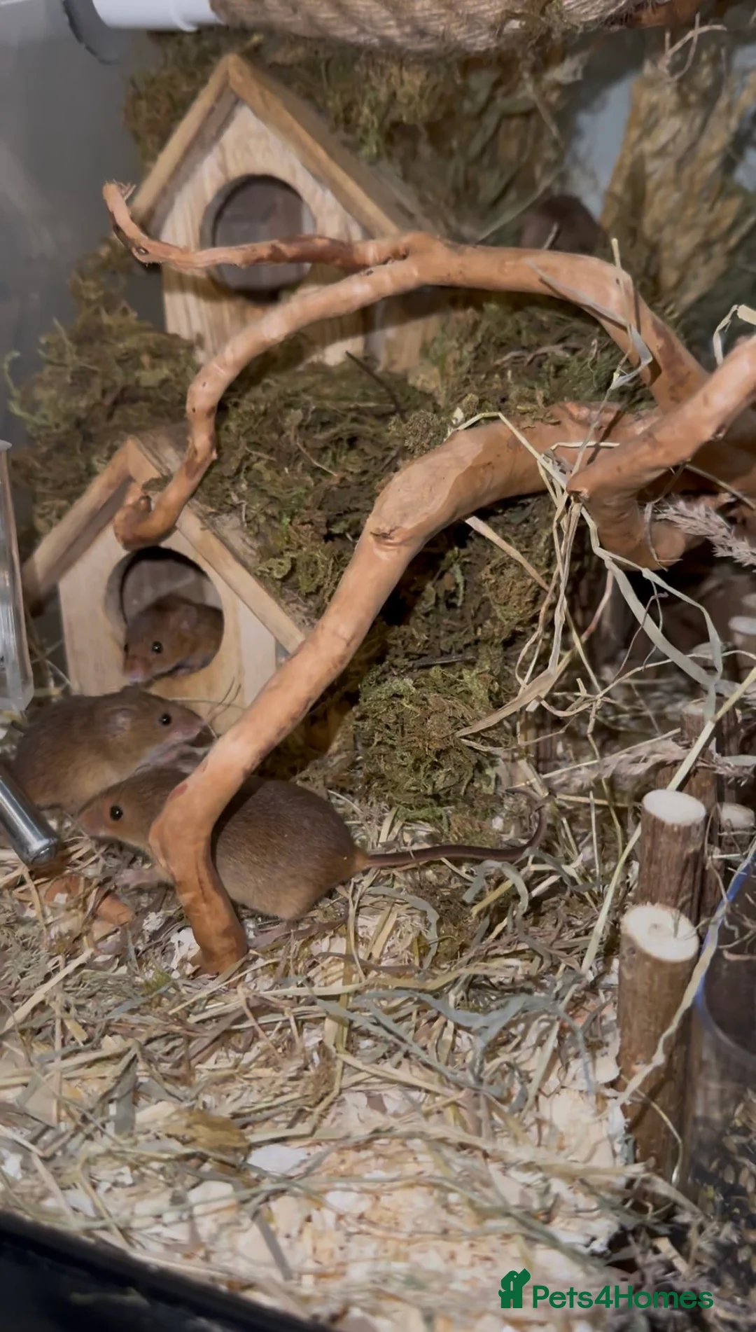 Mouse rodents for sale: Harvest Mice - Advert 2