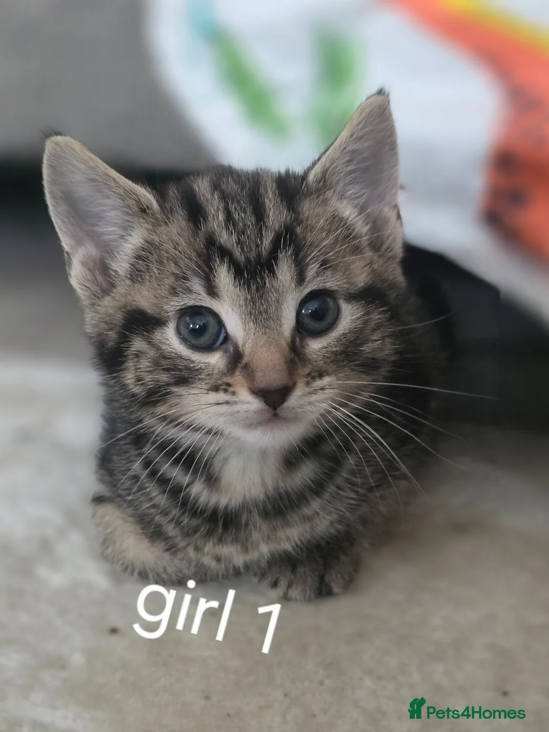 Mixed Breed cats for sale: Beautiful babys - Advert 2