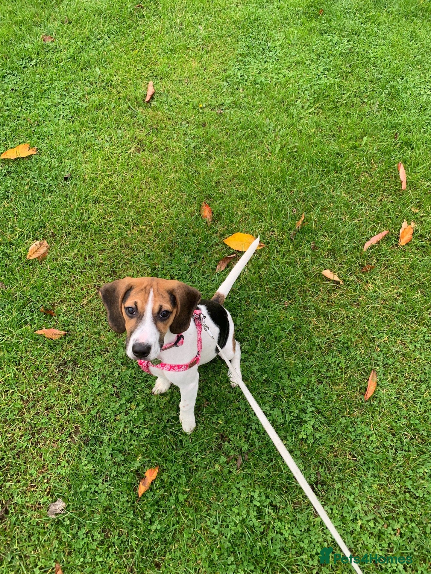 Beagle dogs 6 month old pure breed tri colour beagle - Advert 1