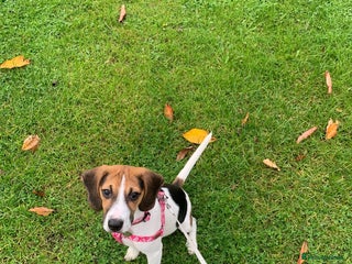 Beagle dogs 6 month old pure breed tri colour beagle - Advert 1