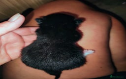 Mixed Breed cats for sale: Kittens - Image 10