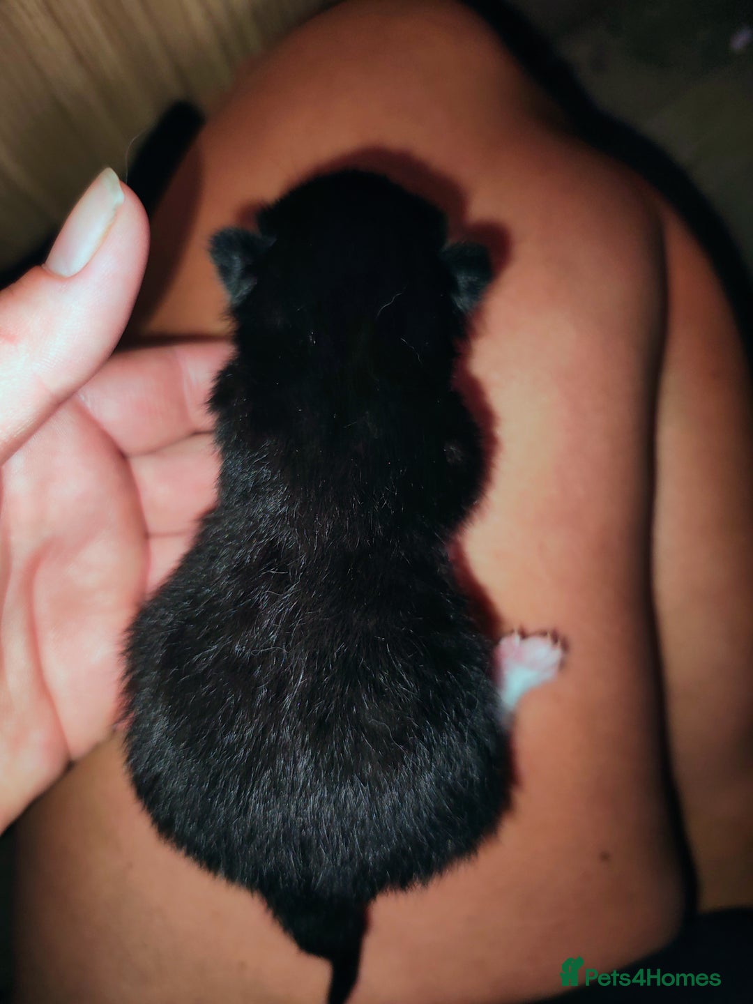 Mixed Breed cats for sale: Kittens - Image 10