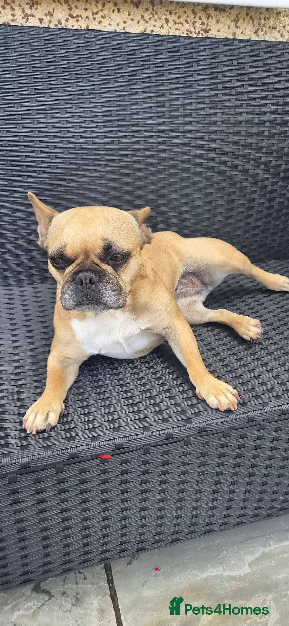 French Bulldog dogs Bella 5 year old French Bulldog - Advert 1