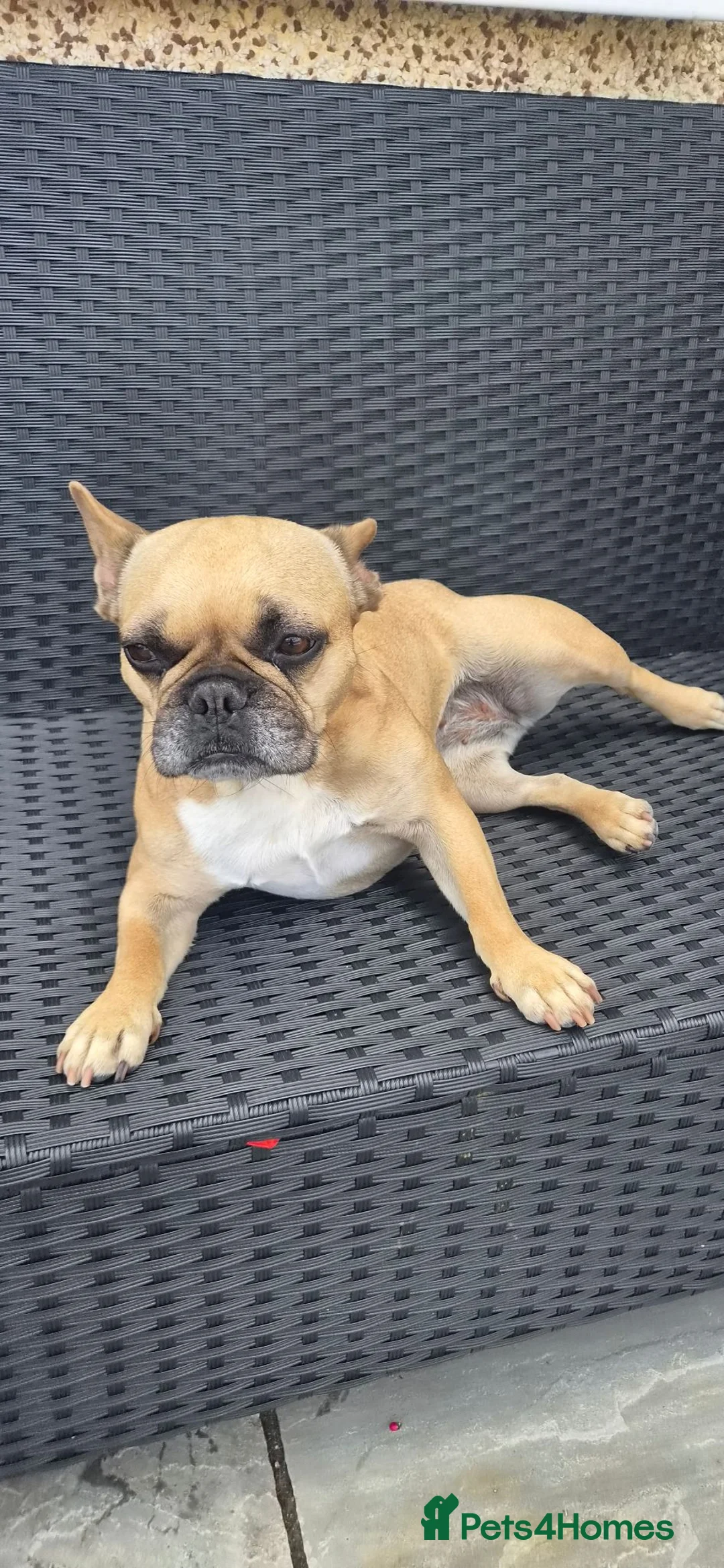 French Bulldog dogs for sale: Bella 5 year old French Bulldog - Advert 1