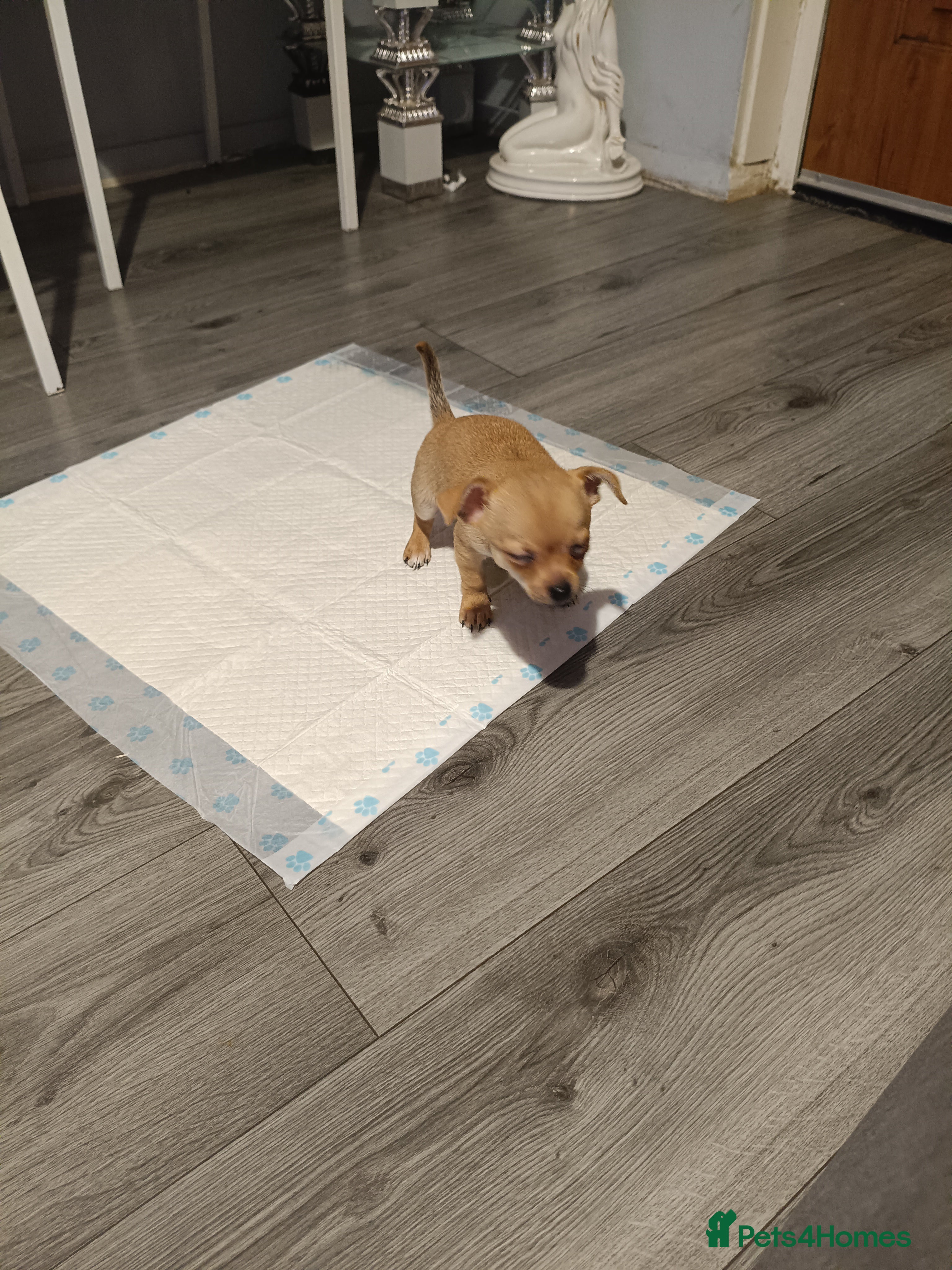 Chihuahua dogs Chihuahua - Advert 10