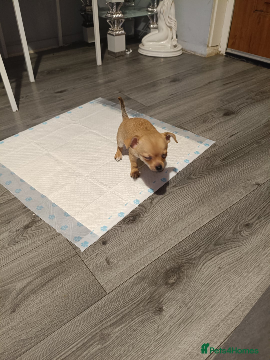 Chihuahua dogs for sale: Chihuahua - Advert 2