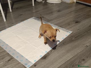 Chihuahua dogs Chihuahua - Advert 10