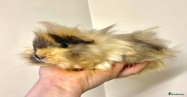 Guinea Pig rodents - Advert 4