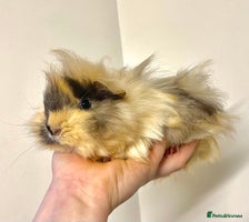 Guinea Pig rodents - Advert 3