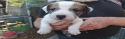 Jack Russell dogs for sale: Traditional Jack Russell Terrier pups - Advert 6