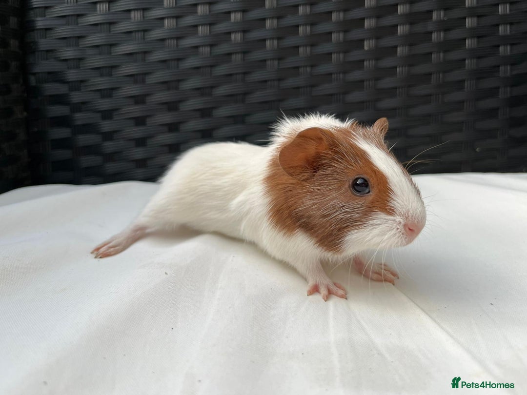Guinea Pig rodents for sale: Baby Guinea pigs - Image 3