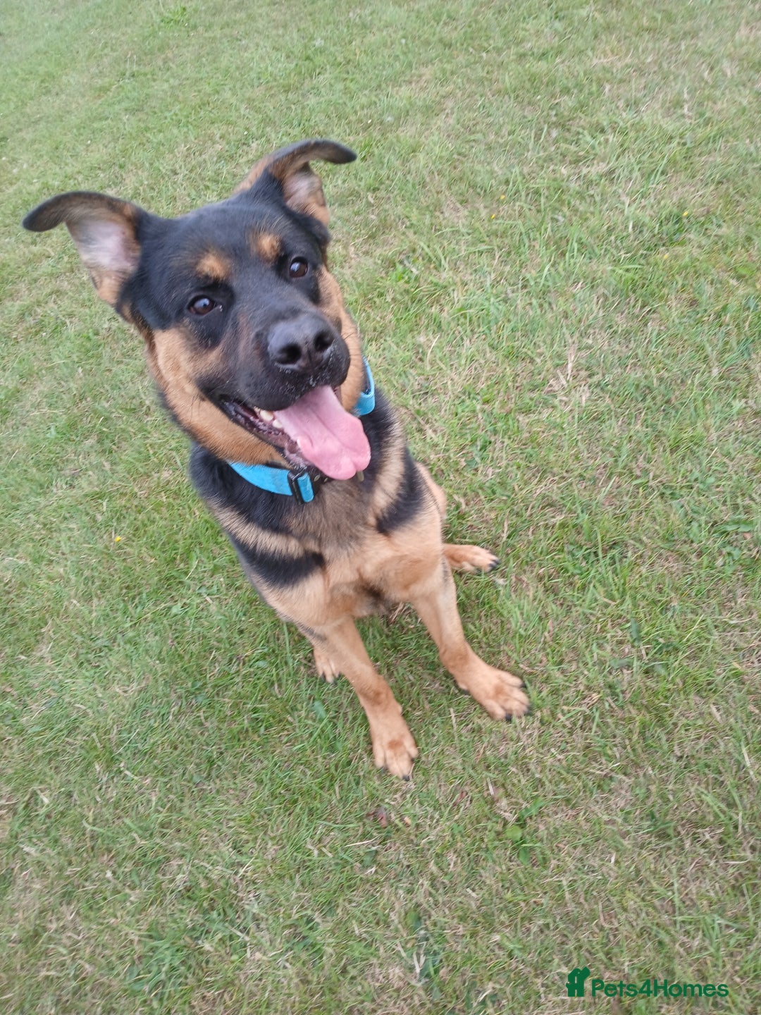 Mixed Breed dogs for sale: Rocky looking for forever homes - Image 7