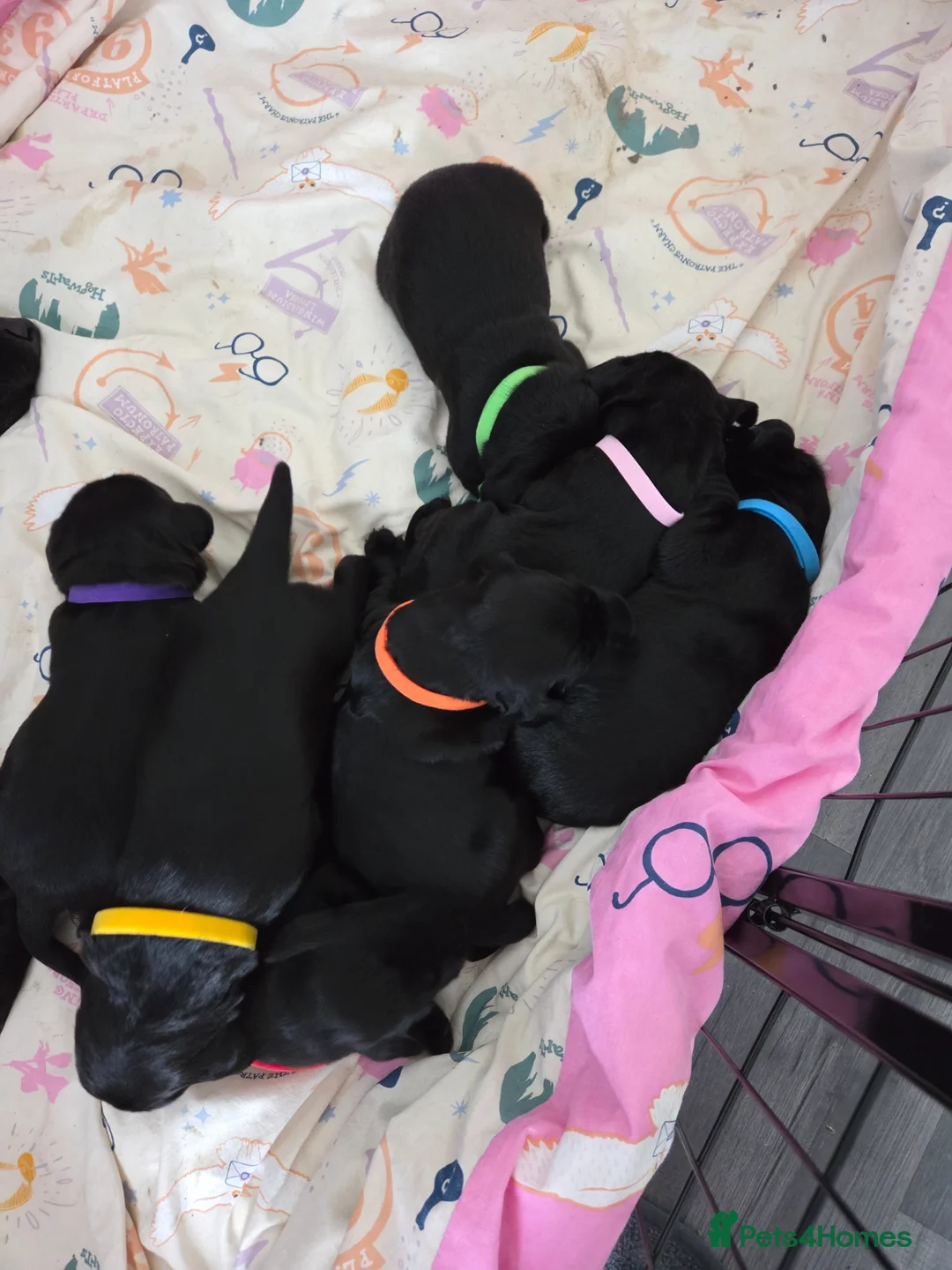 Labrador Retriever dogs for sale: Labrador puppys - Advert 2