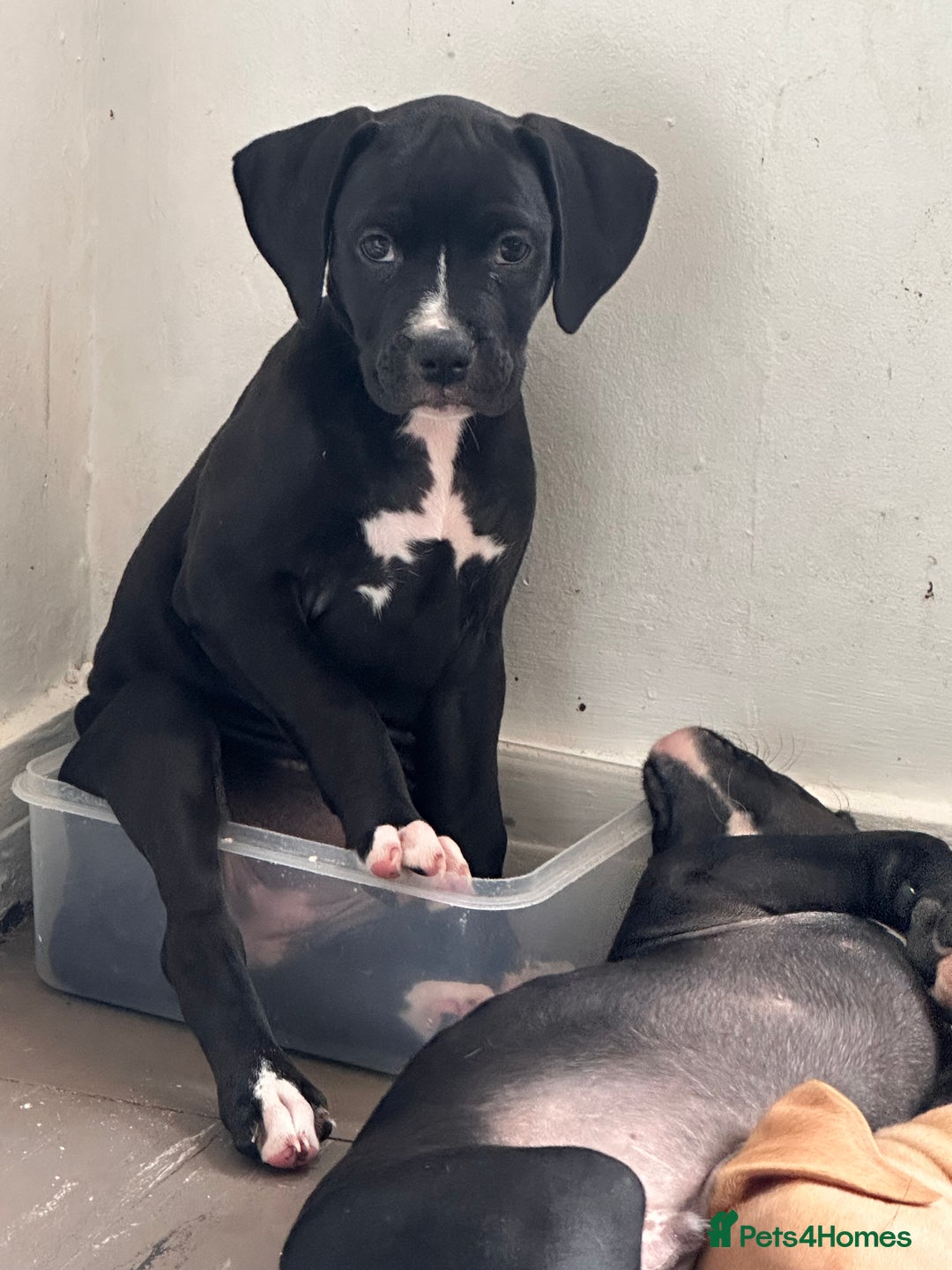 Mixed Breed dogs for sale: Cane corso x staffy  - Image 15