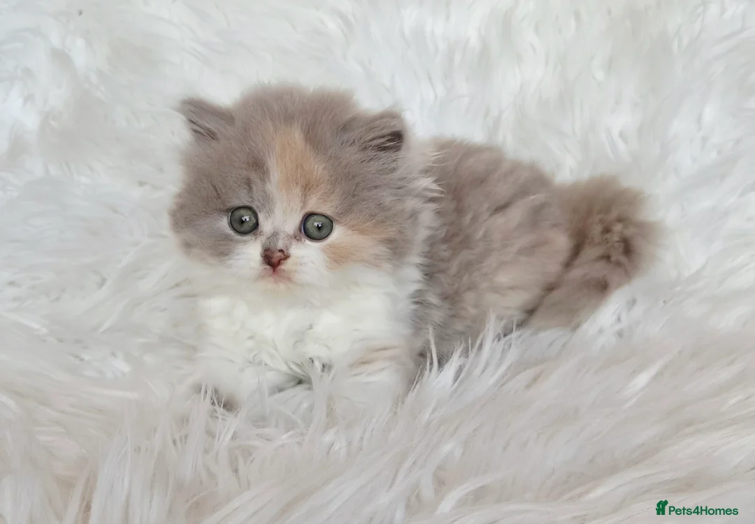 British Longhair cats for sale: Stunning longhair girl - Advert 13