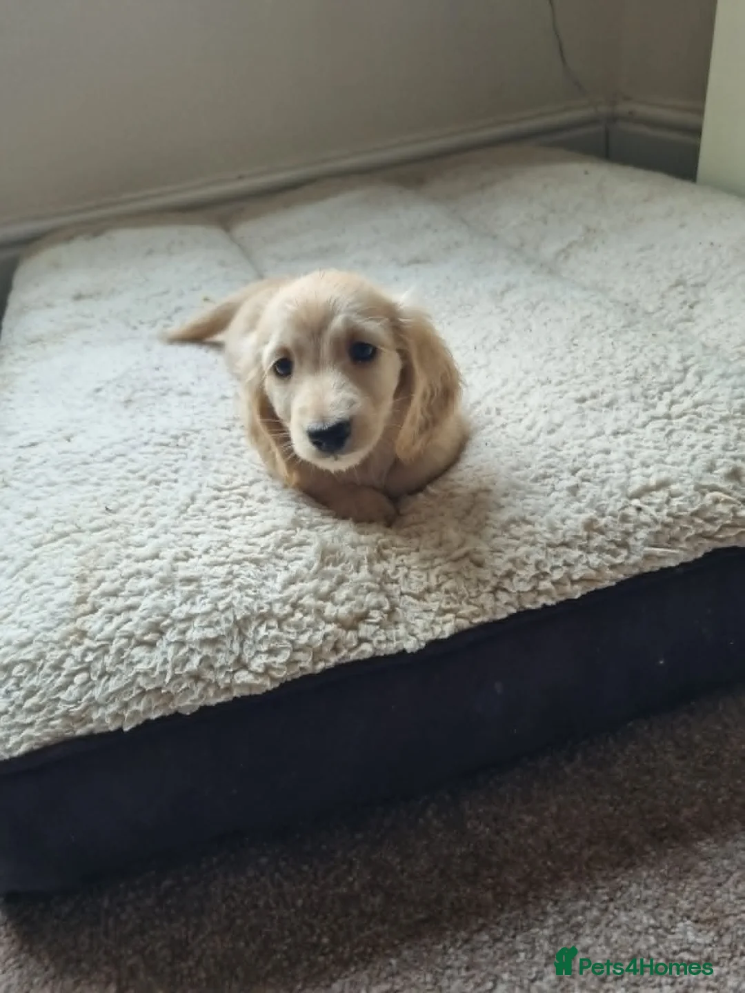Miniature Dachshund dogs for sale: Gorgeous Long Haired Cream Miniature Dachshunds - Advert 22