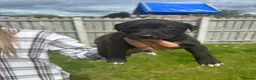 Lurcher dogs for sale: Wheaton collie bull greyhound! in Darlington - Advert 17