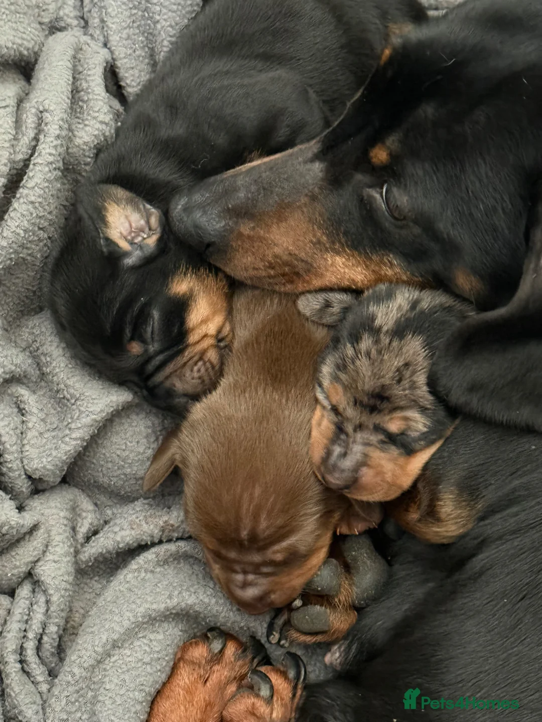 Dachshund dogs for sale: 3 Beautiful Dachshunds  in Godalming - Advert 1