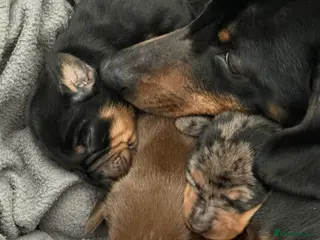 Dachshund dogs 3 Beautiful Dachshunds - Advert 1