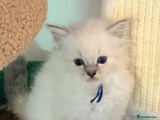 Ragdoll cats tica reg blue tabby ragdoll kitten - Advert 12