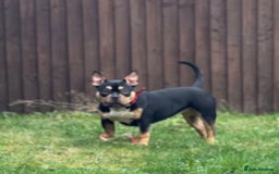 American Bully dogs for sale: Abkc Reg Female American Pocket Bully - Advert 2