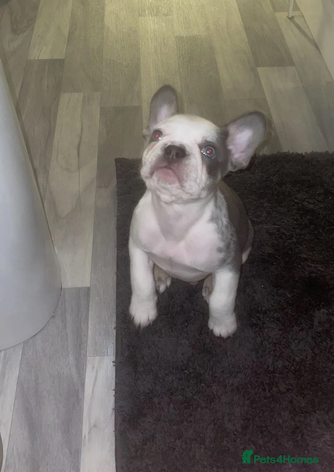 French Bulldog dogs for stud: FLUFFBUSTER LILAC & TAN VISUAL FLUFFY STUD in Halifax - Advert 14