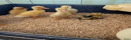 Ducks poultry for sale: Beautiful hatch of Runner Ducklings - Advert 4