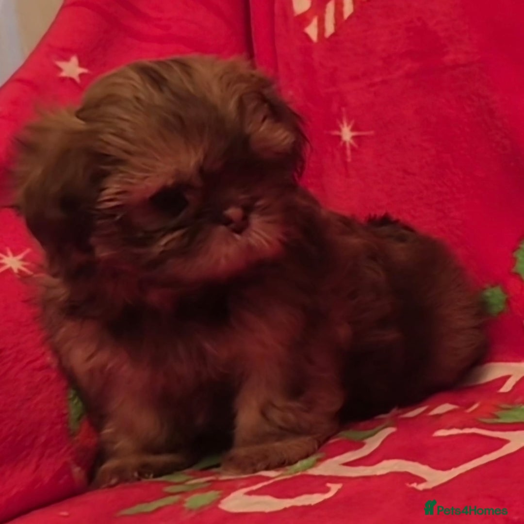 Shih Tzu dogs for sale: Imperial Shih Tzu- 1 beautiful girl❤️  - Advert 27