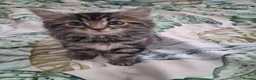 Mixed Breed cats for sale: Kittens  - Advert 8