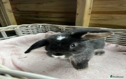 Mini Lop rabbits for sale: Gorgeous mini lops  - Advert 12