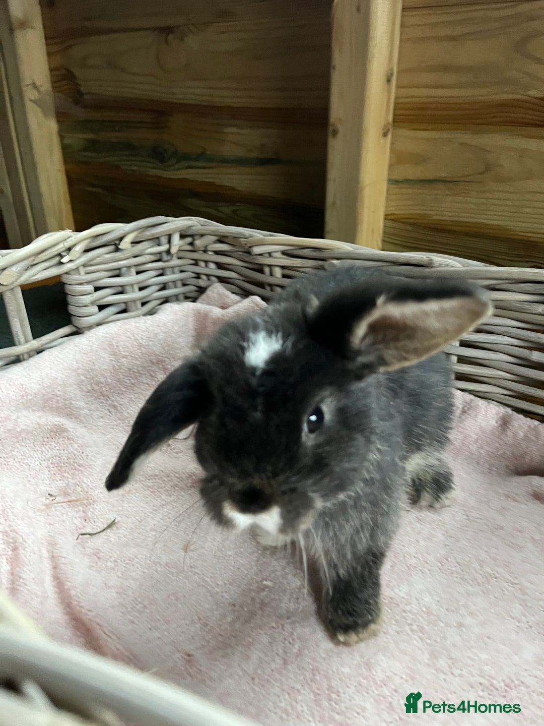 Mini Lop rabbits for sale: Gorgeous mini lops  - Advert 12