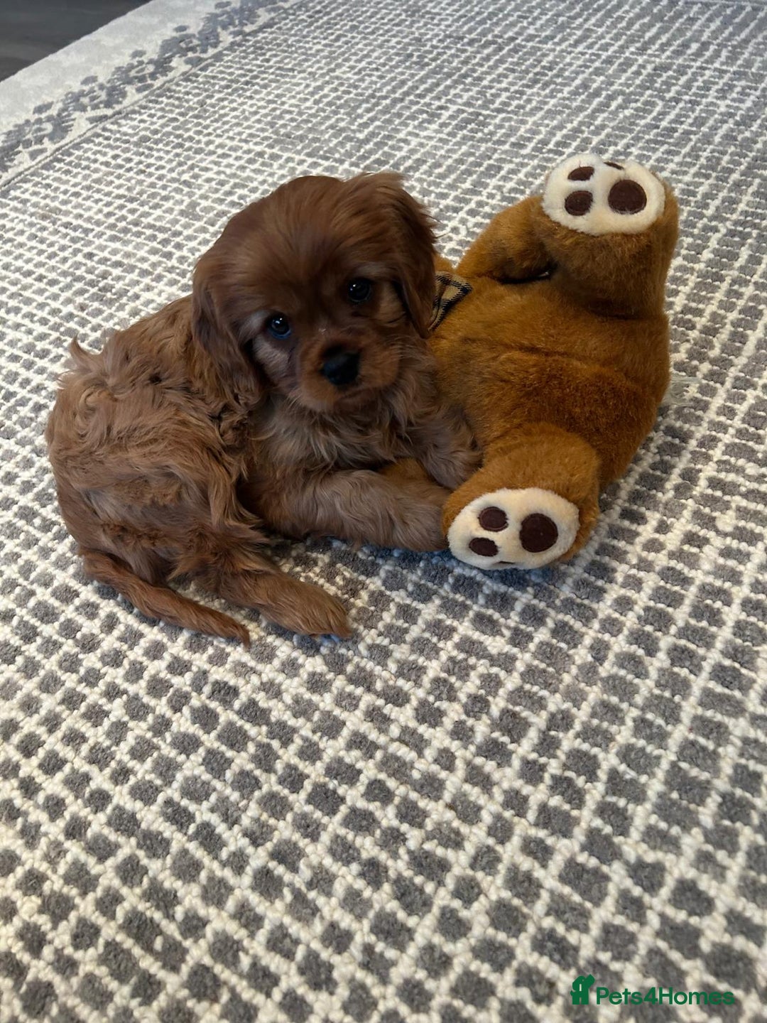 Cavalier King Charles Spaniel dogs for sale: Cavalier King Charles Spanial - Advert 8