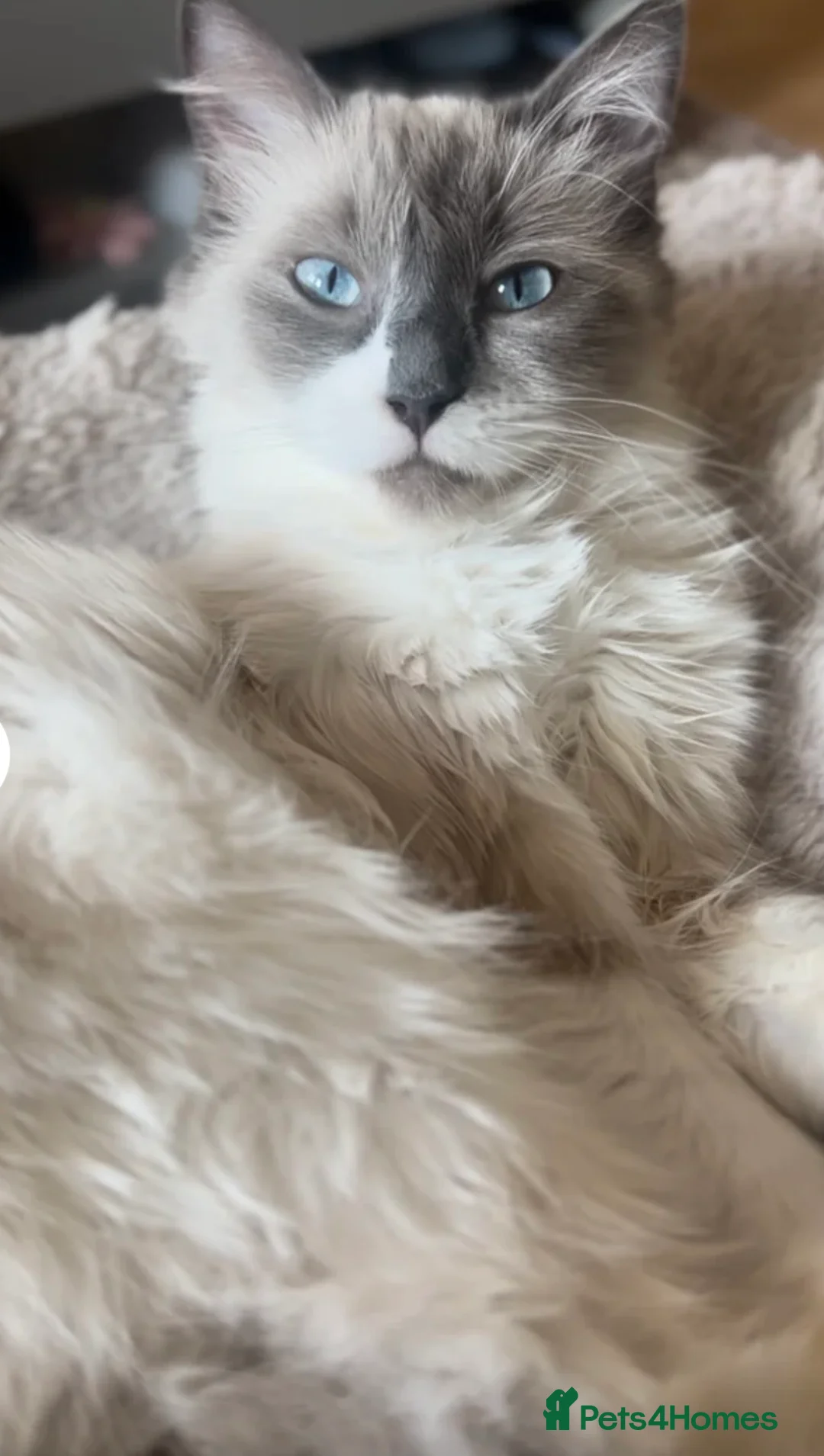 Ragdoll cats for sale: Beautiful blue Point Ragdoll - Advert 2