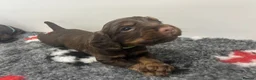 Cocker Spaniel dogs for sale: KC REGISTERED WORKING COCKER SPANIELS in Deeside - Advert 9