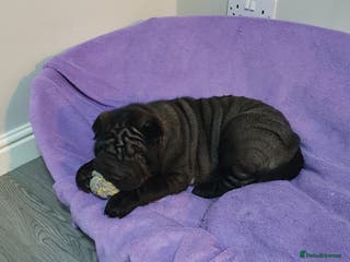 Shar Pei dogs Stunning KC Registered Shar Pei puppies - Advert 9