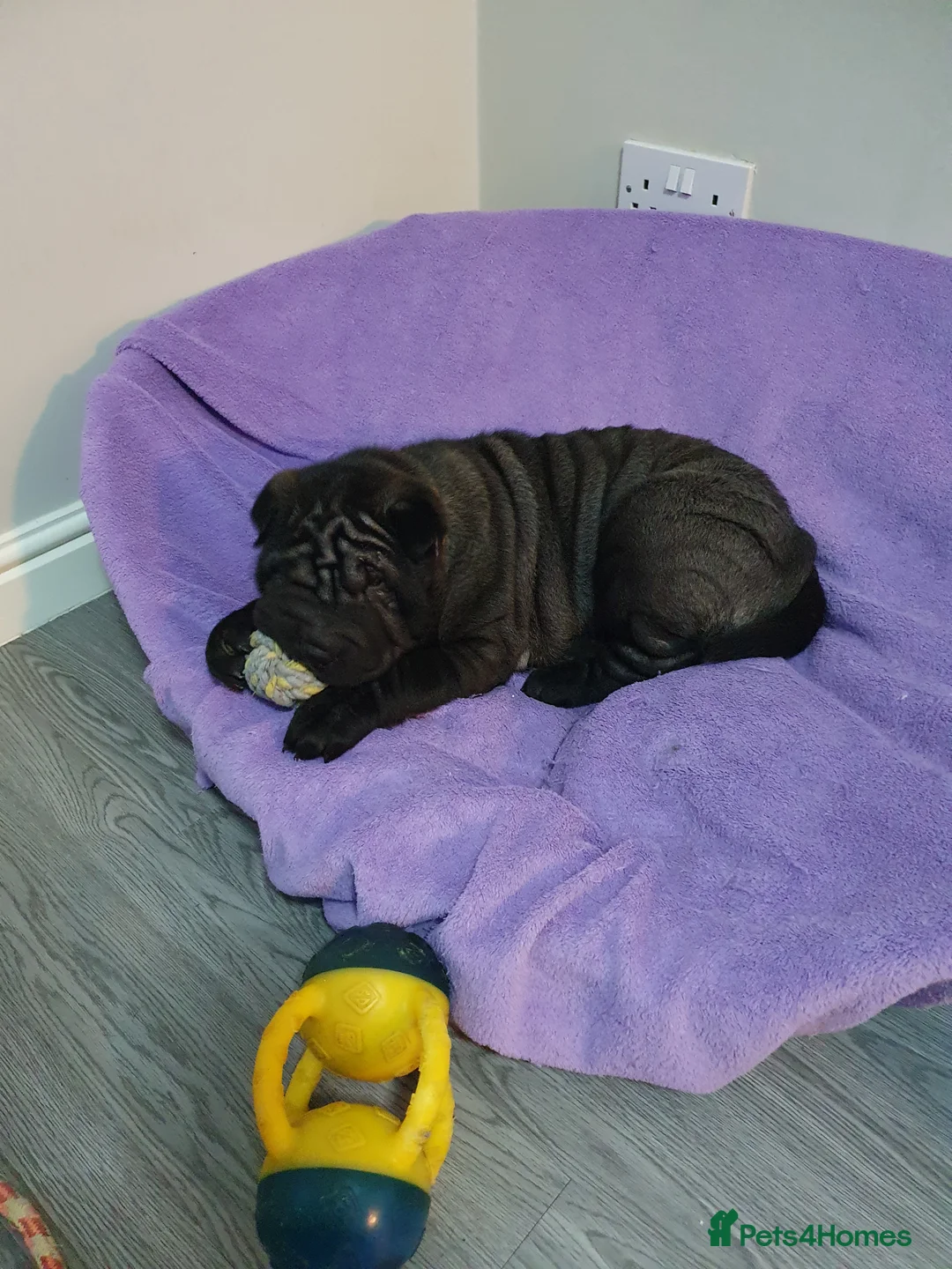 Shar Pei dogs for sale: Stunning KC Registered Shar Pei puppies - Advert 1